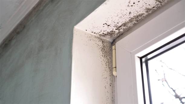Best Same-Day Mold Removal  in Hurst, TX