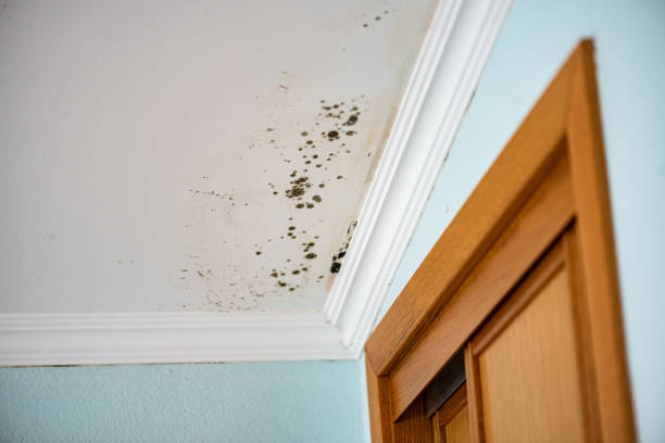 Best Toxic Mold Removal  in Hurst, TX