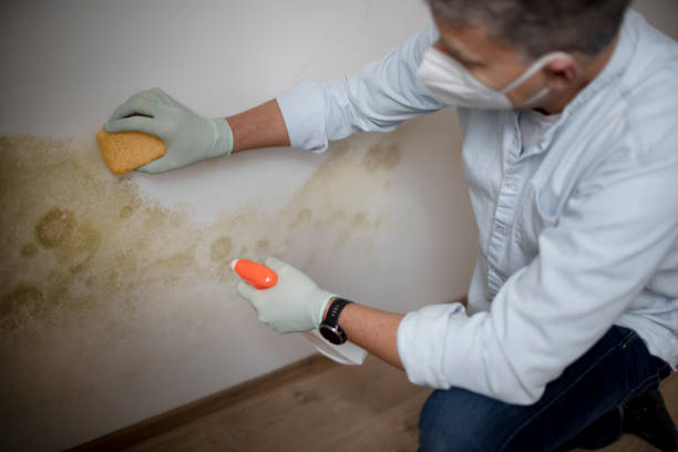 Best Mold Removal Company Near Me  in Hurst, TX