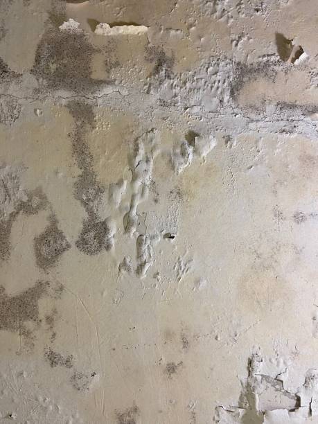 Professional Mold Removal in Hurst, TX