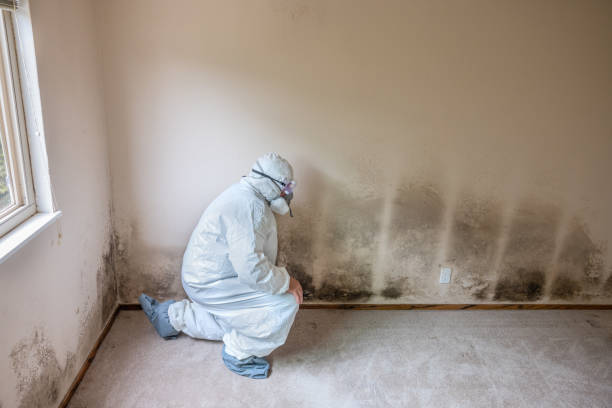 Best Certified Mold Removal  in Hurst, TX