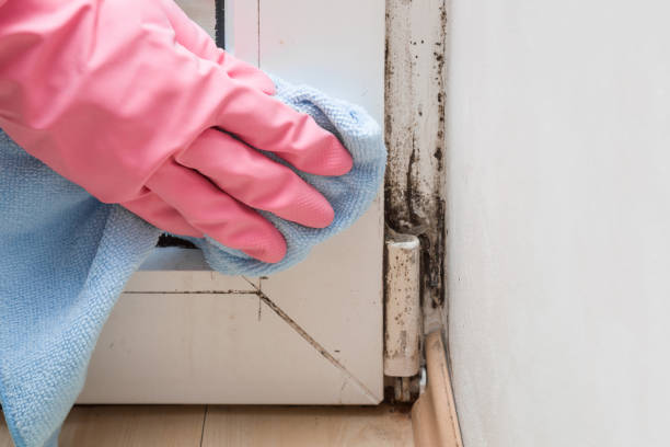 Home Mold Removal in Hurst, TX