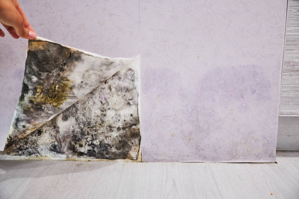 Best Black Mold Removal  in Hurst, TX